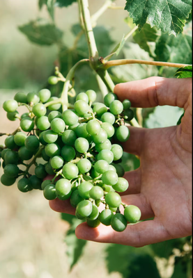 CATA DE VINOS Y ACEITES NATURALES EN LA TOSCANA