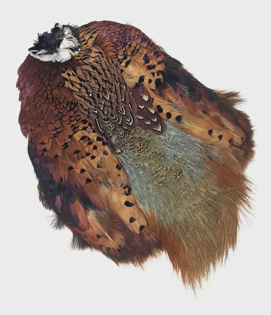 Ringneck Pheasant Skin