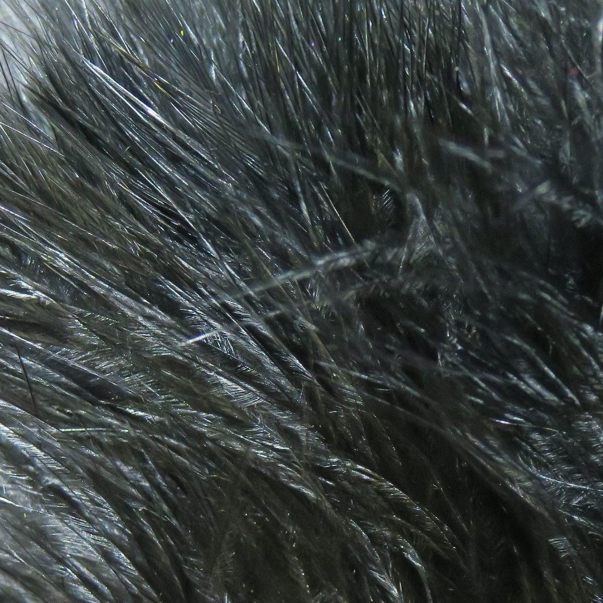 Hareline Marabou Blood Quills, Colour: Black