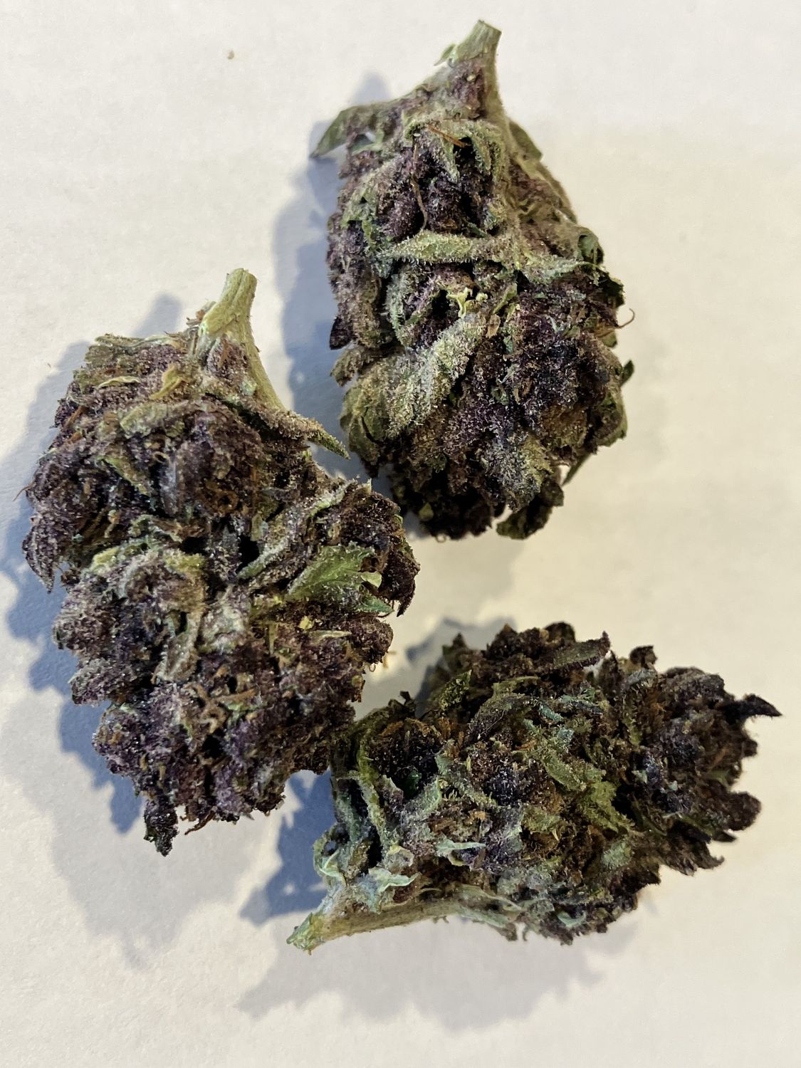 Flower- Tropicana Cherry