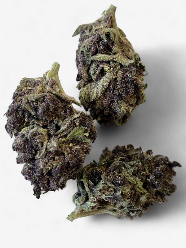 Flower- Tropicana Cherry