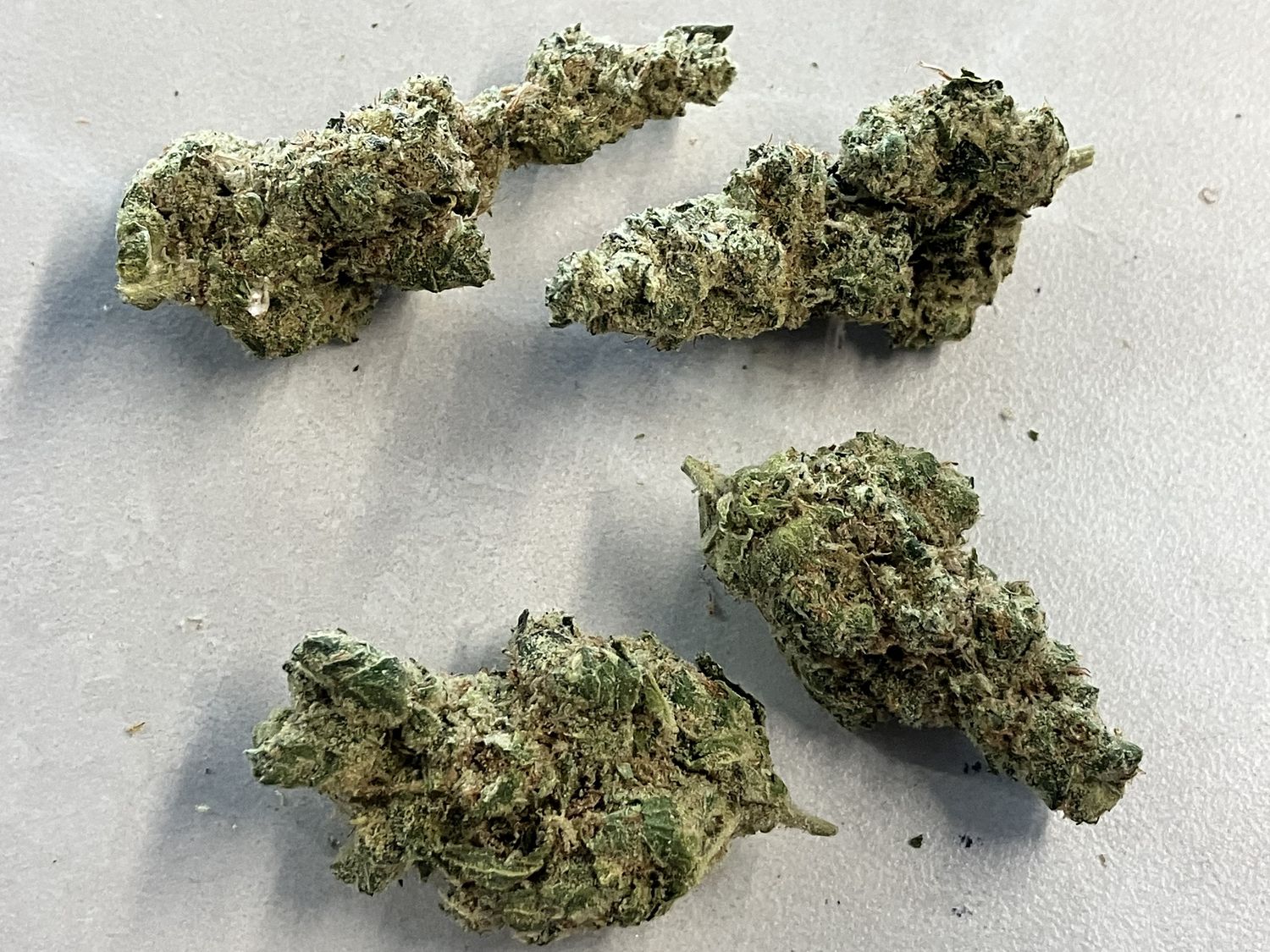 Flower- GMO