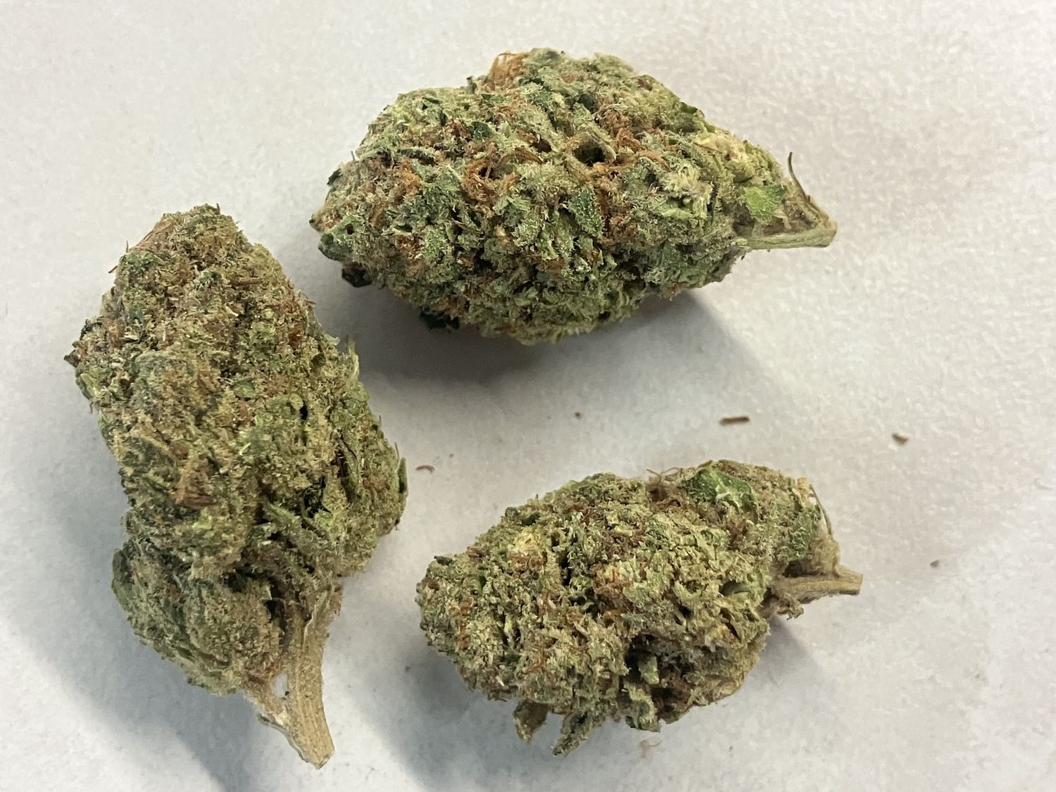 Flower- Gashouse Pluto