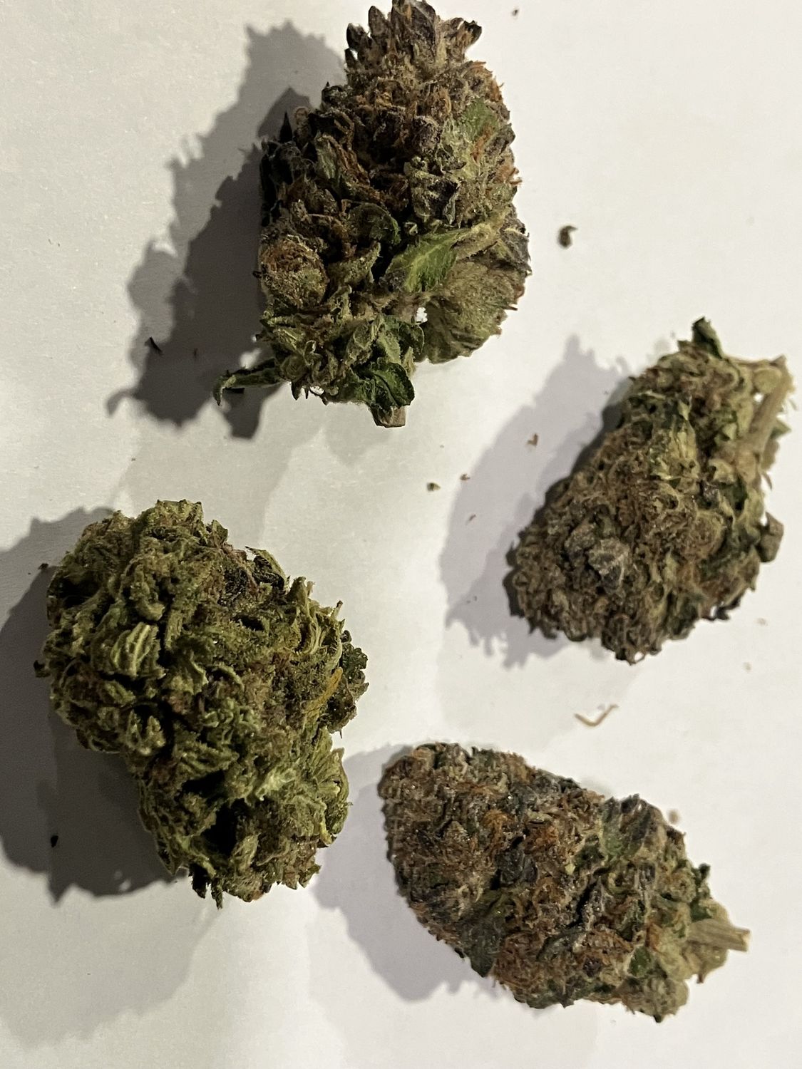 Flower- Amnesia Haze