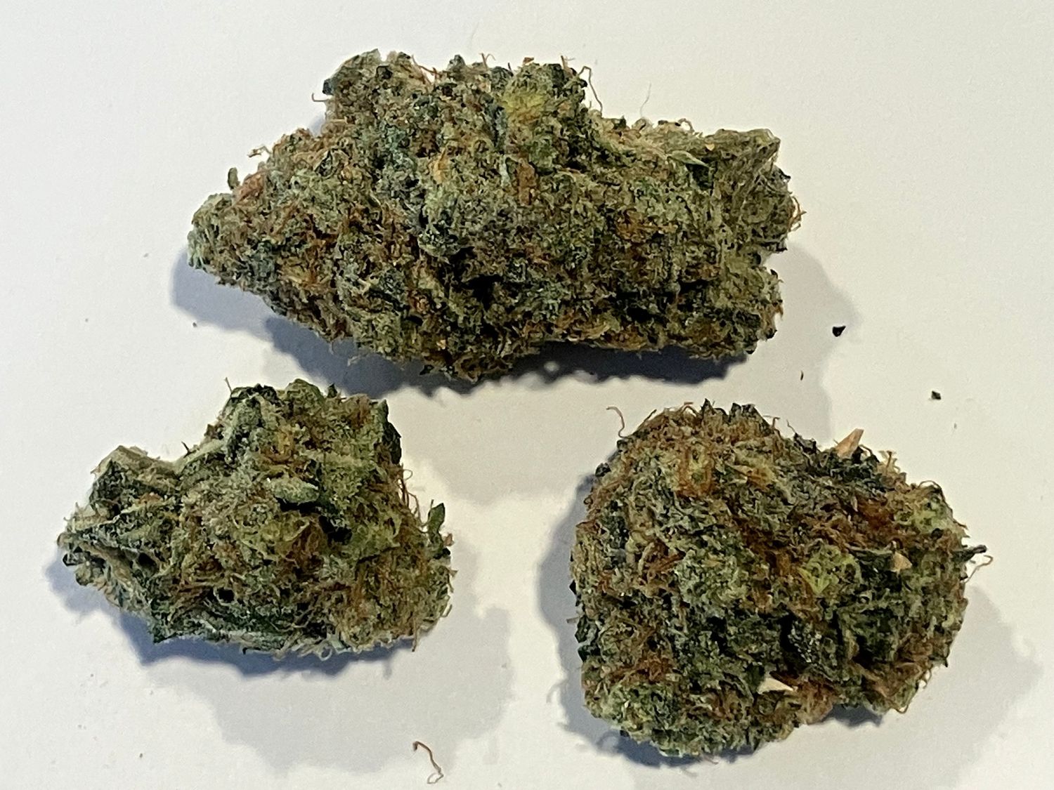 Flower- Black Rainbow Sherbet