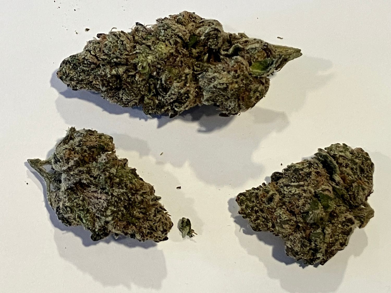 Flower- Purple Gumbo