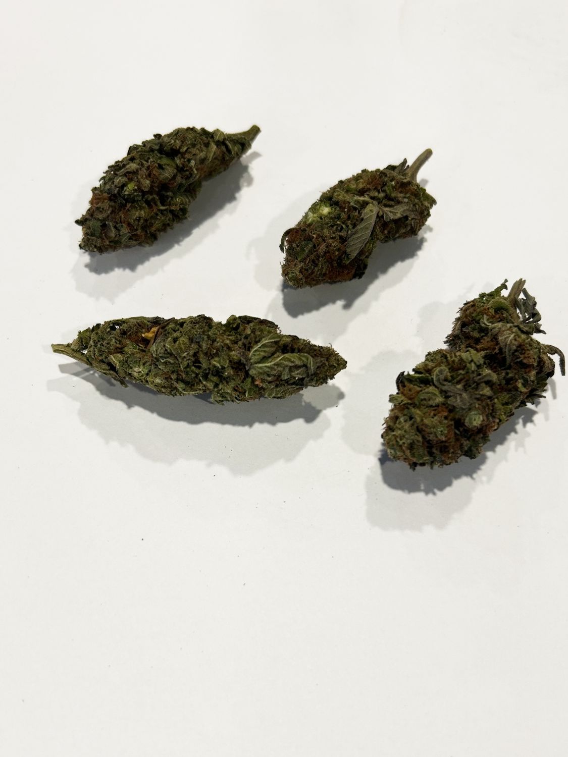Flower- Purple Skunk