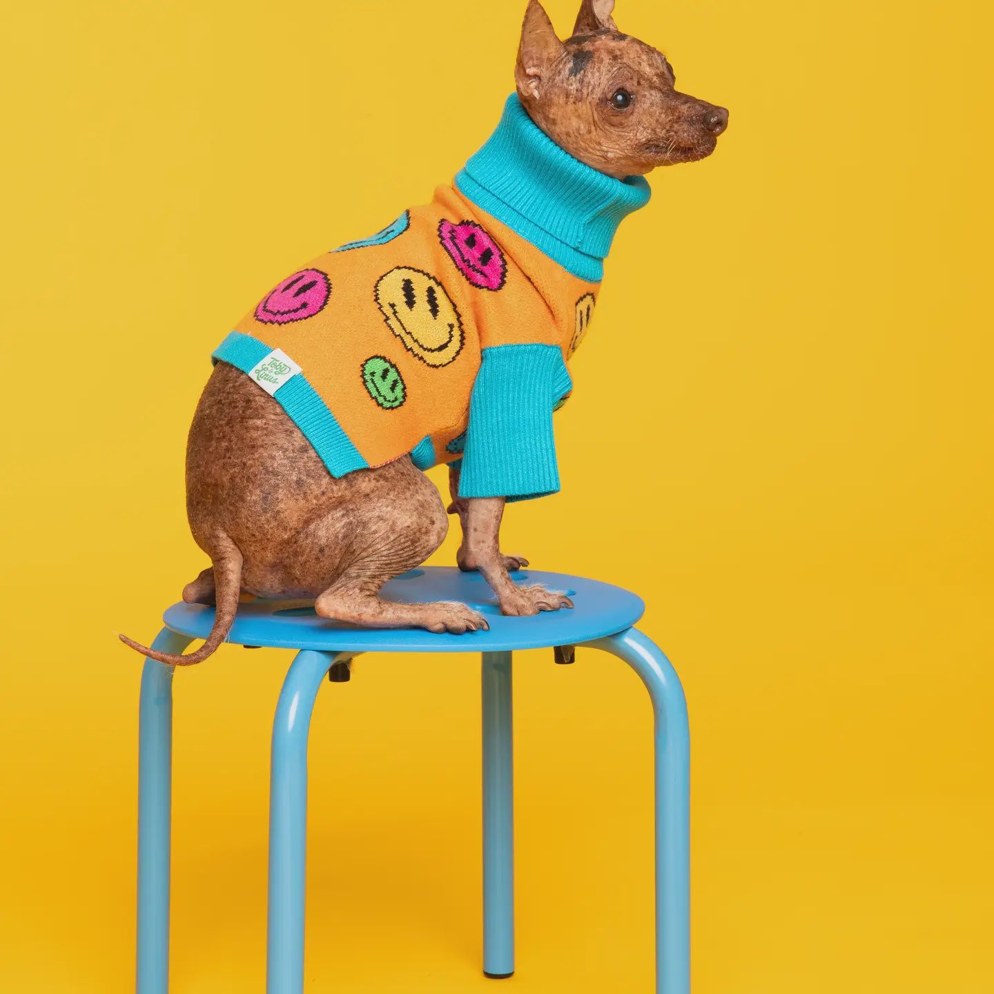 How Are You Feeling? Pet Sweater