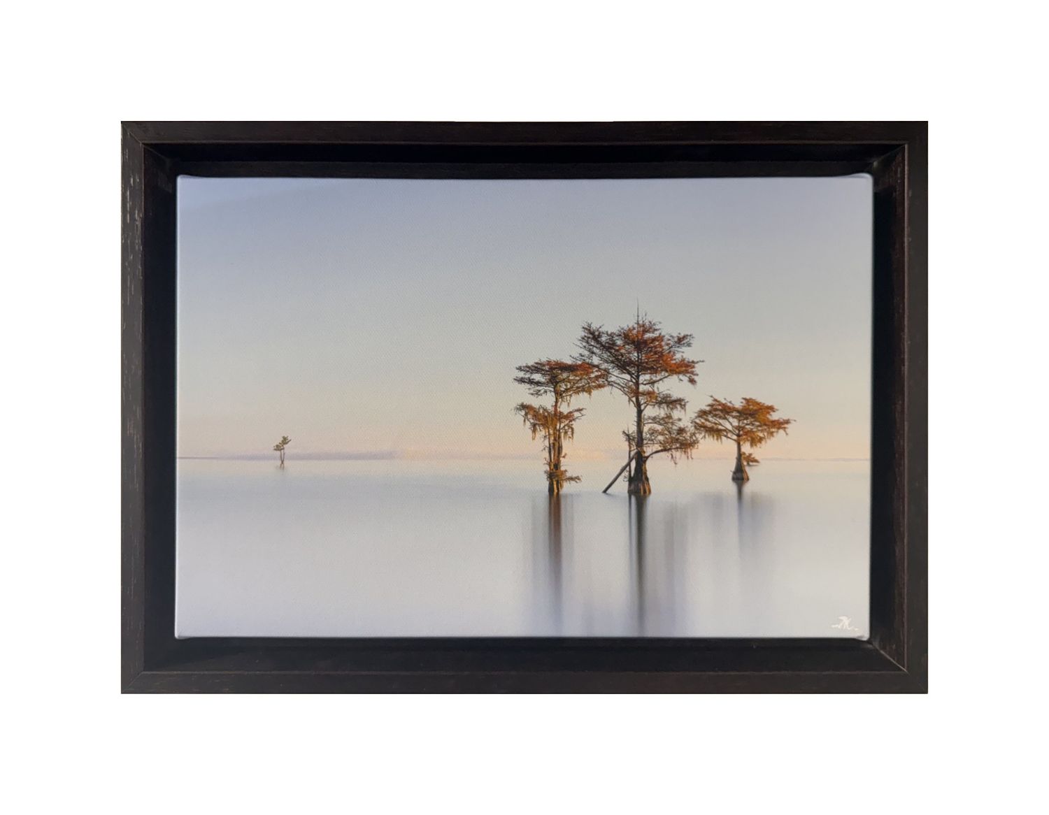 Fall Cypress II