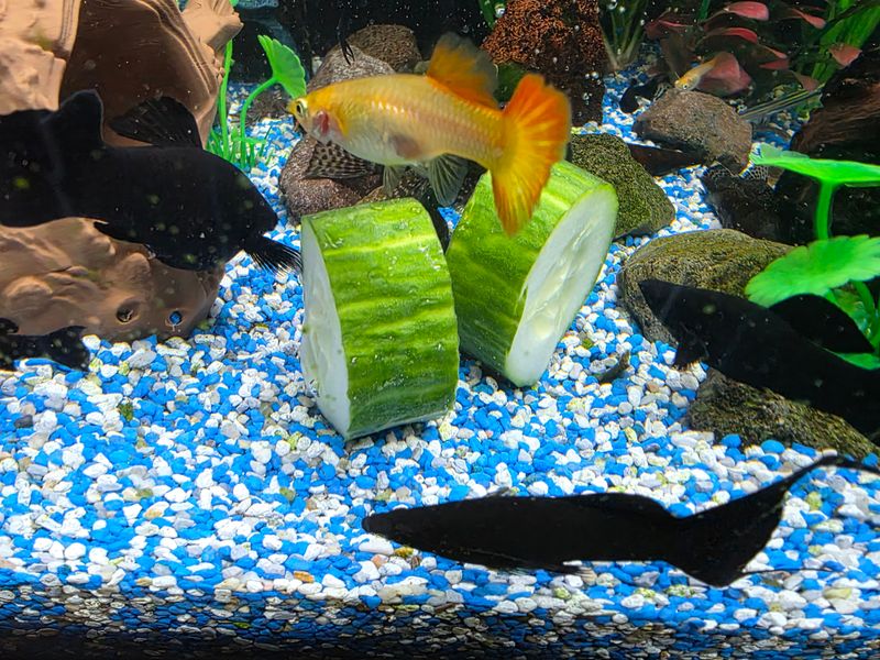 Aquarium Gemüsehalter Fütterhilfe