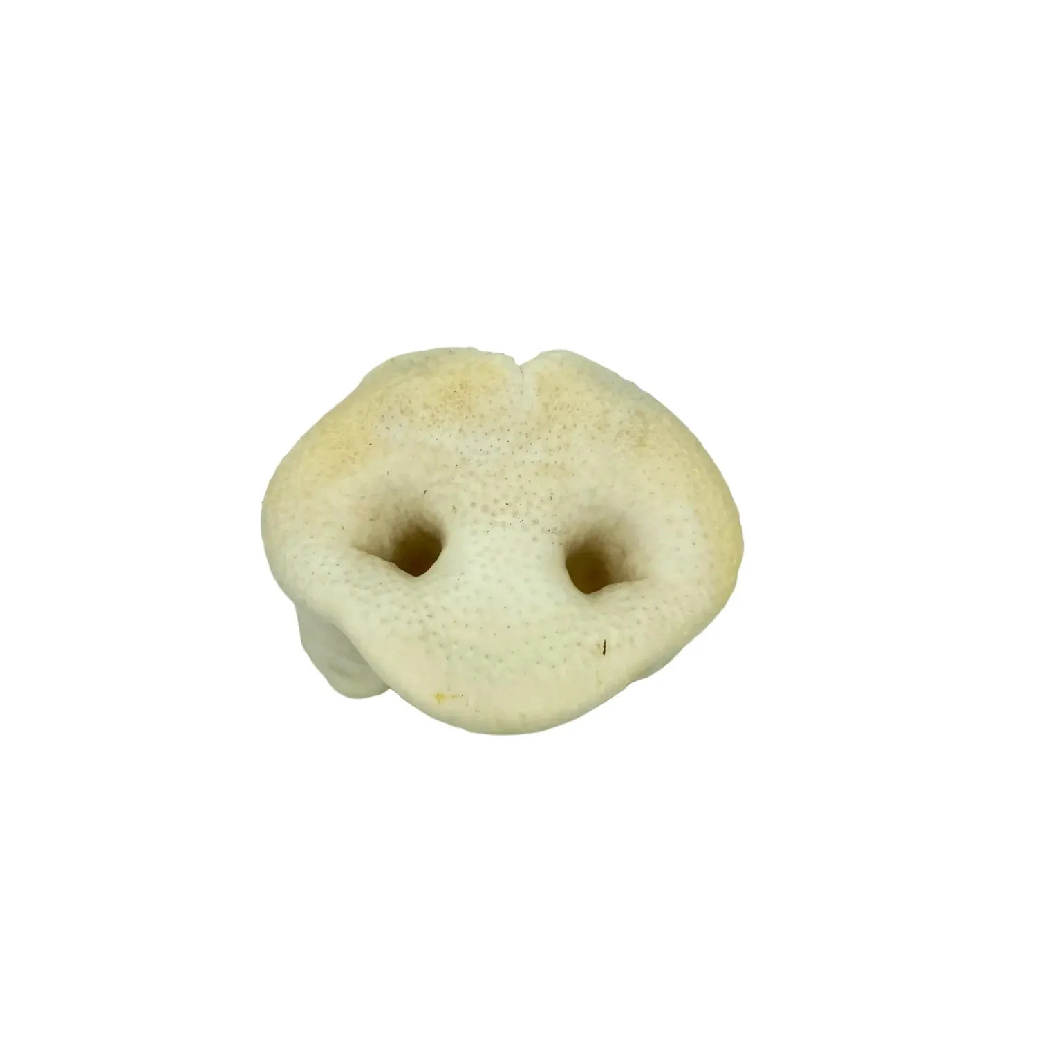 Natural Puffed Pig Snout