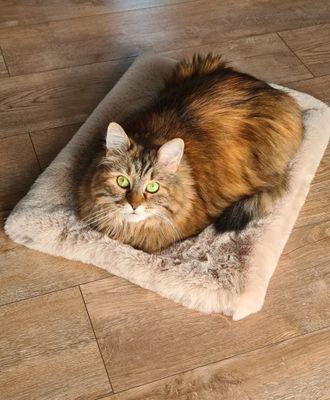 Kocyk dla kota puszysty i gruby HOT FLUFFY I Meylumi