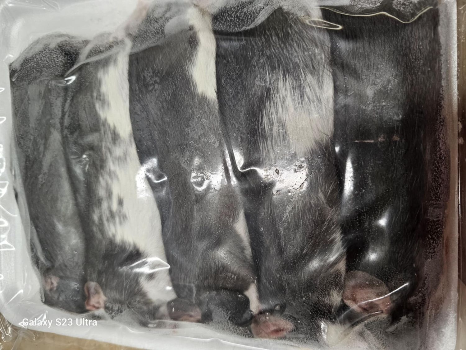 Medium Frozen Rats