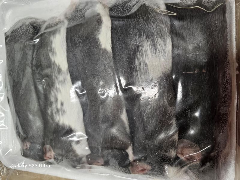 Feeding Frozen-Thawed Healthy Rats preview
