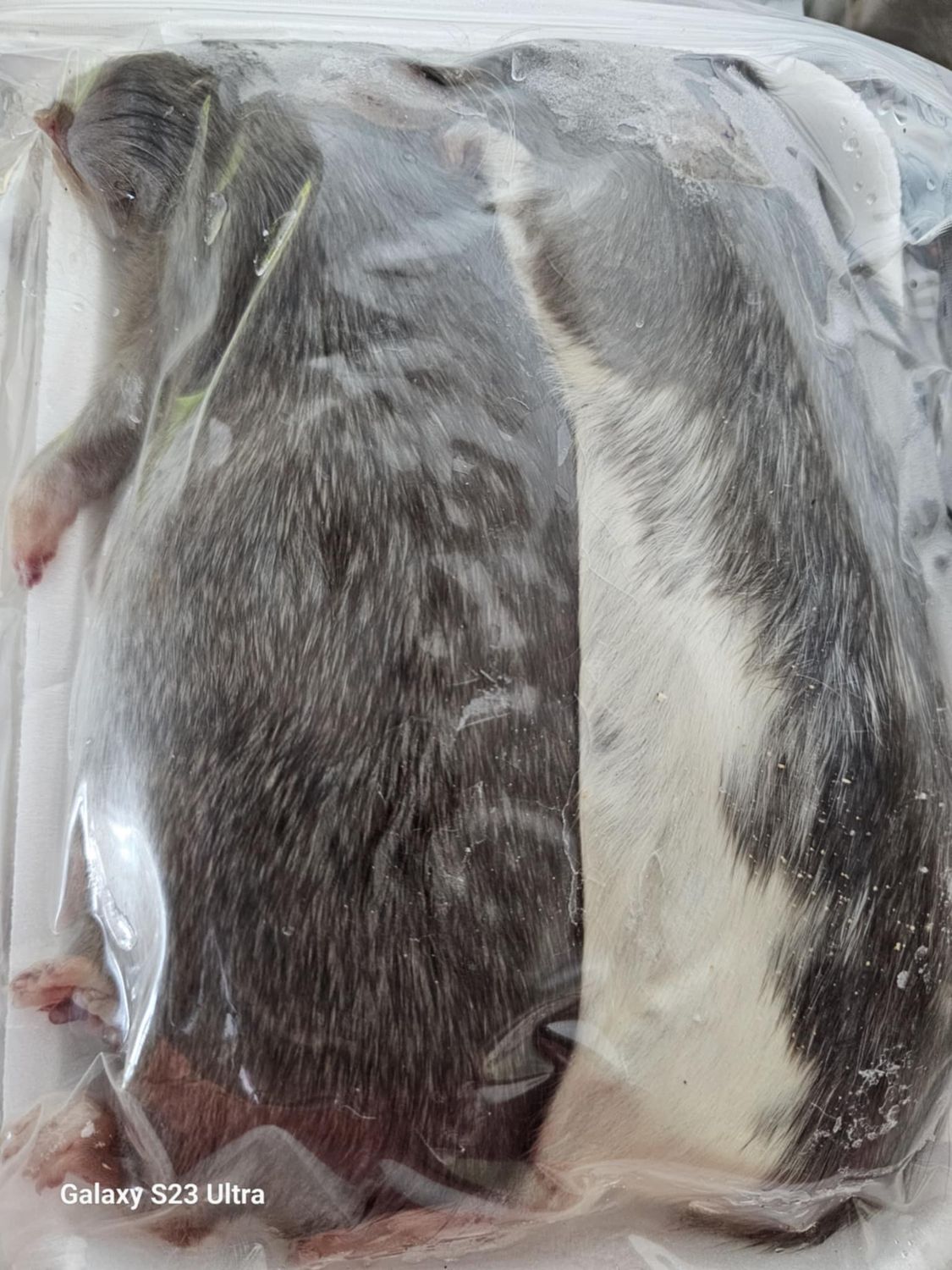 Frozen Jumbo Rats