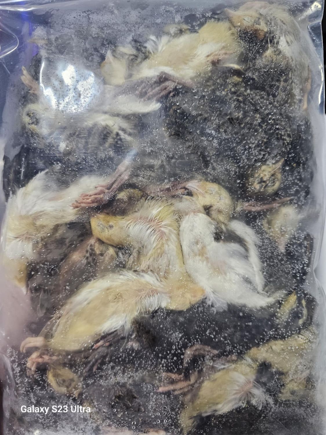 2 week old Frozen Quail