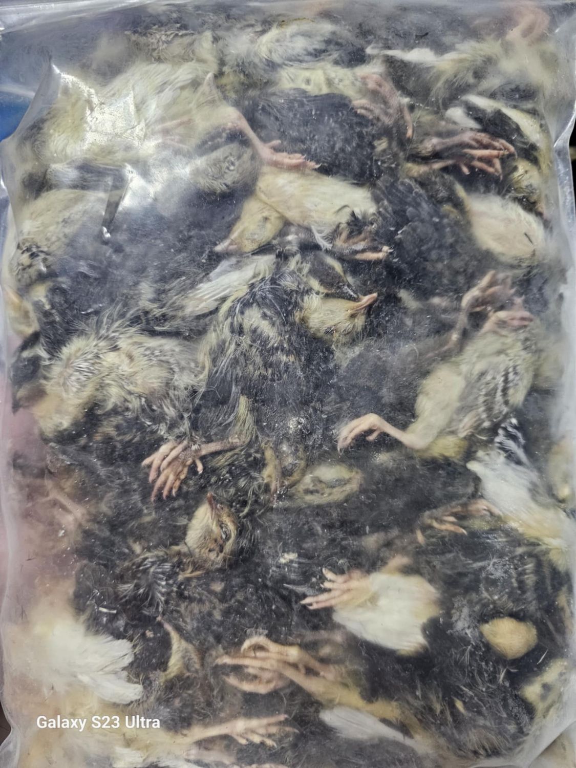 1 week old Frozen Quail
