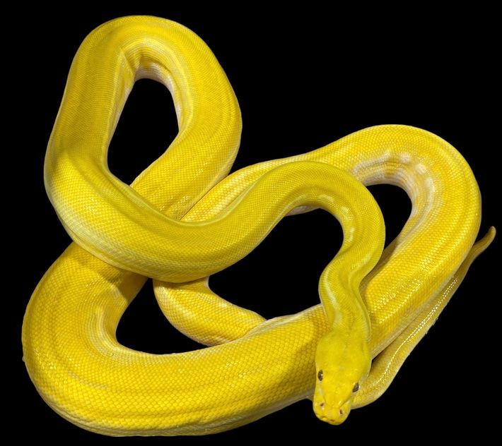 Reticulated Pythons