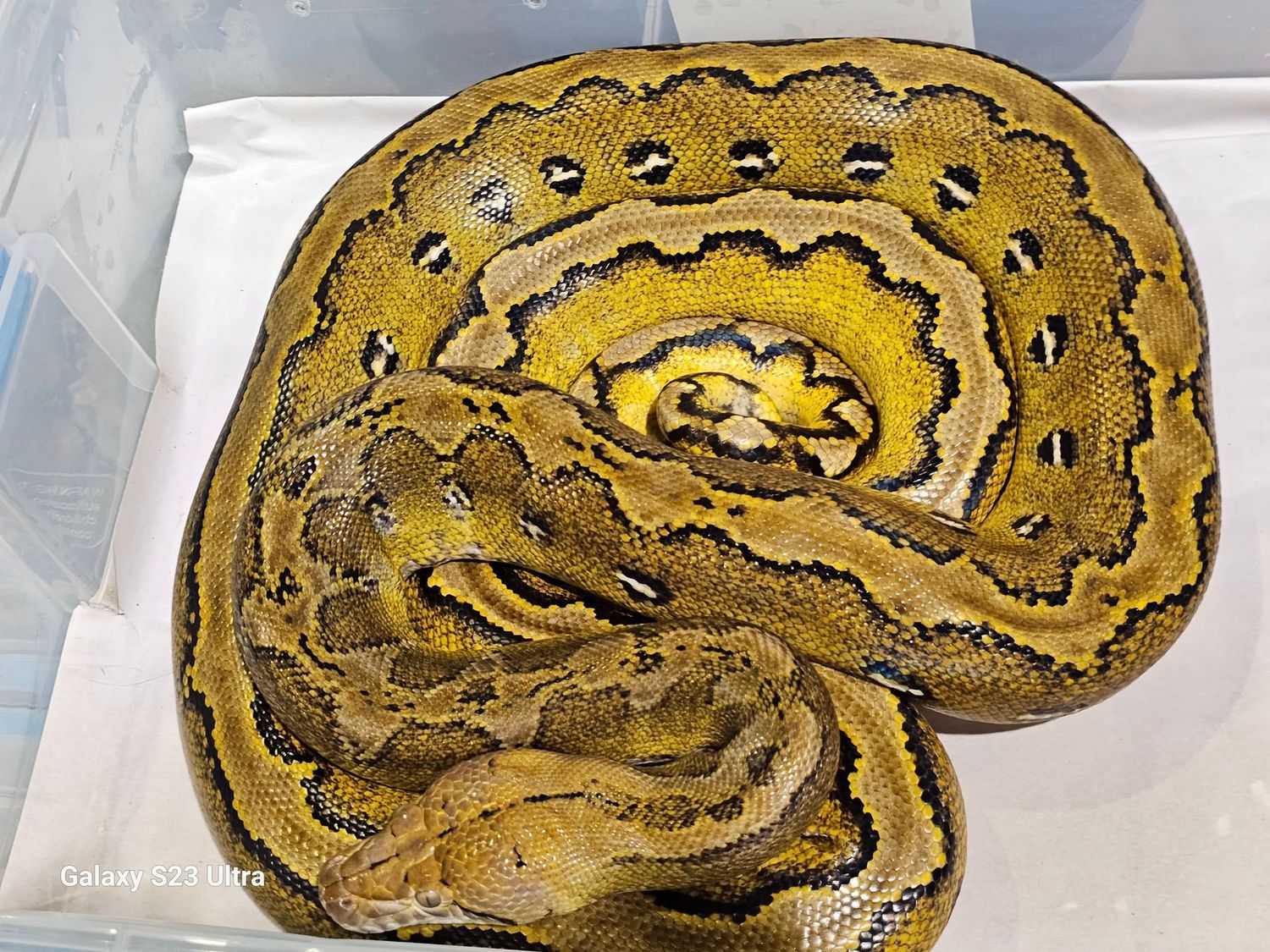 Platinum Marble Sun Male