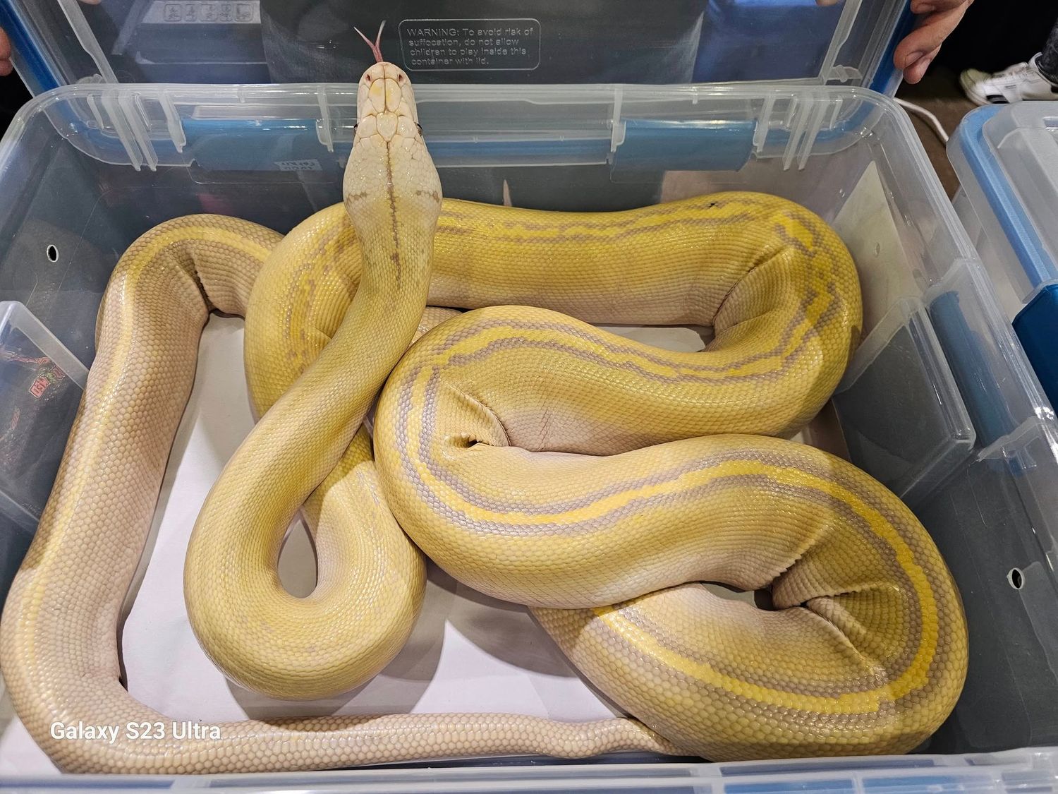 Lavender Goldenchild Spitfire Male