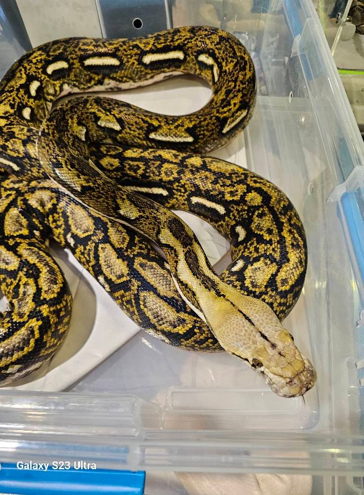 Graniteback Tiger Het Albino Male