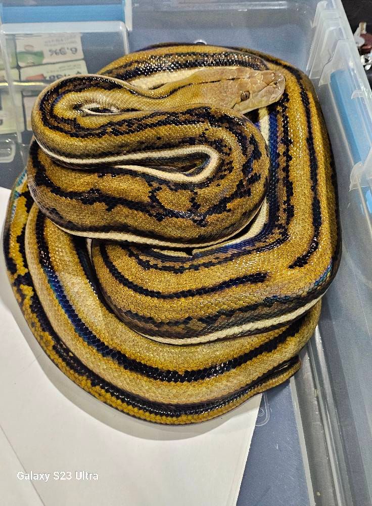 Tiger Het Hypo Male