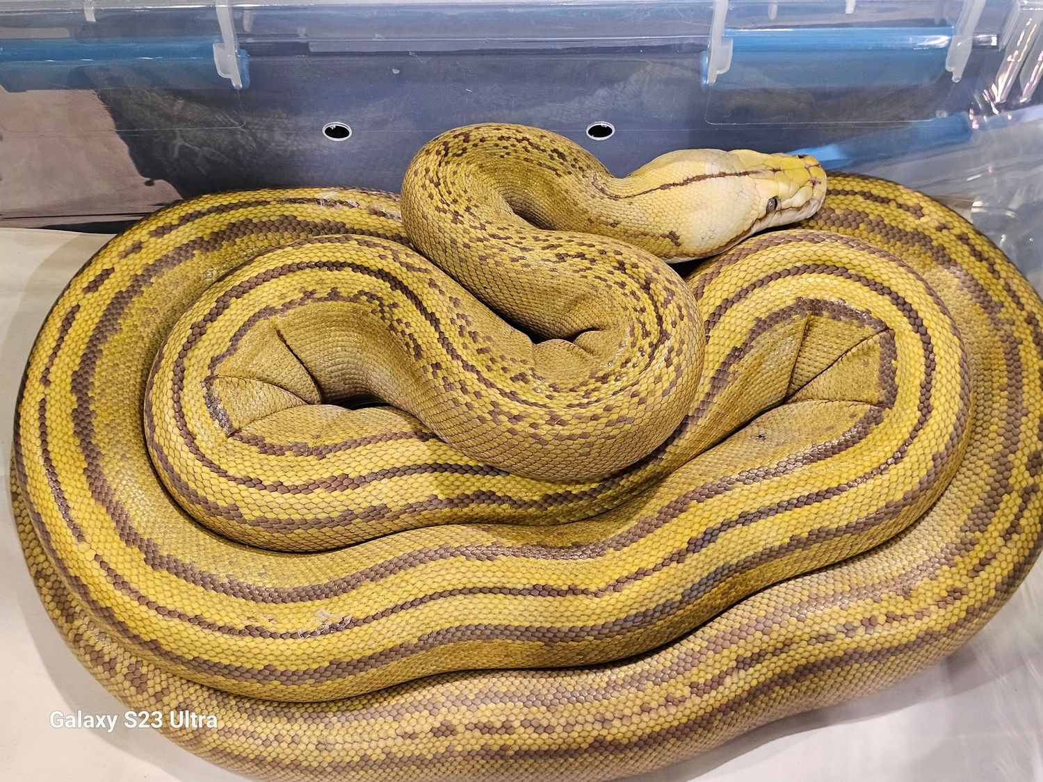 Orangeglow Goldenchild Tiger