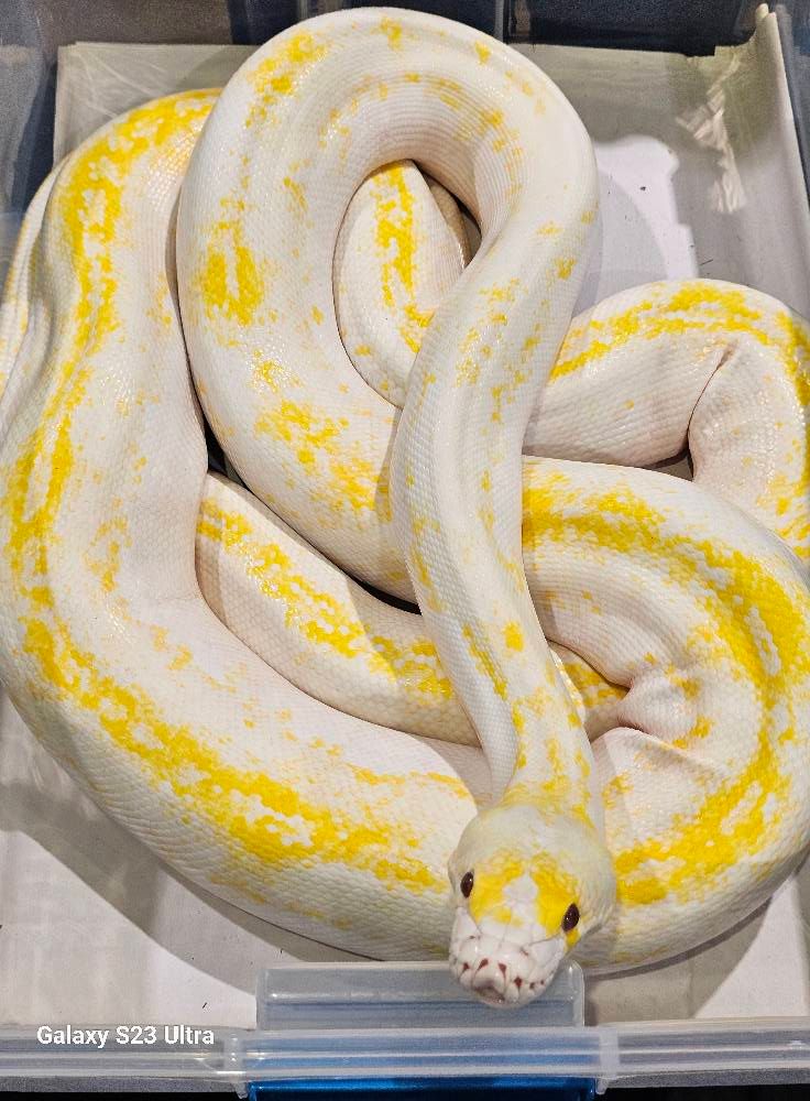 Albino Pied Male
