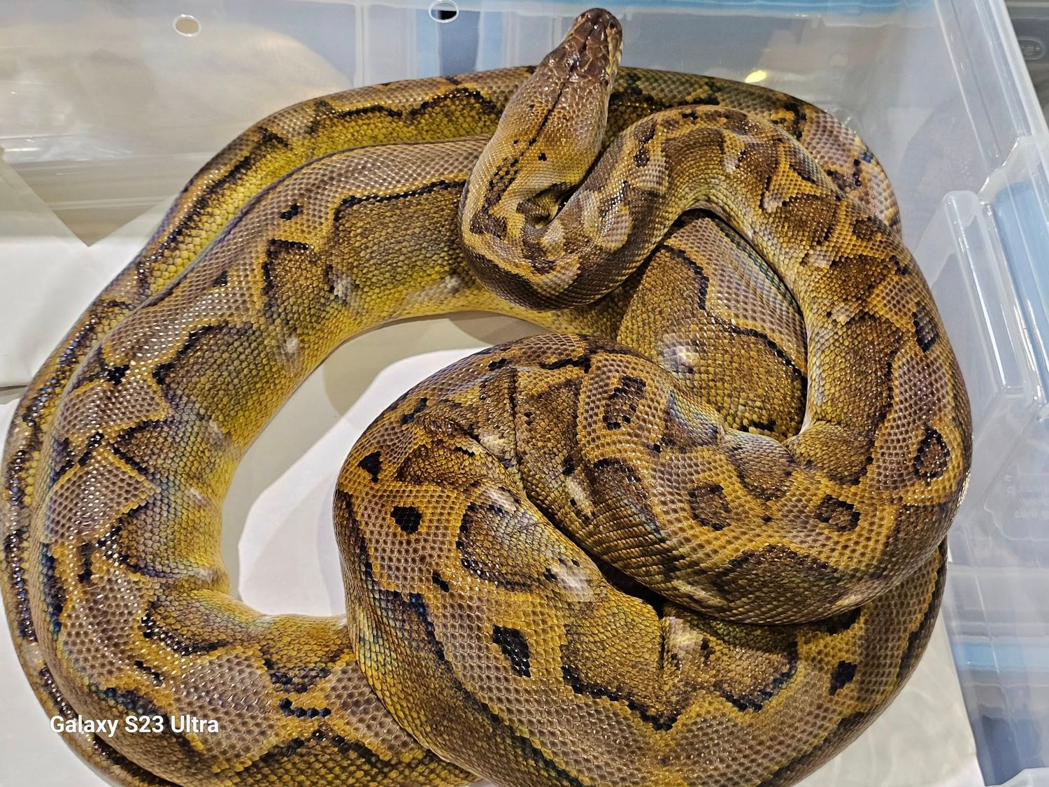 Dwarf Marble Sunfire
