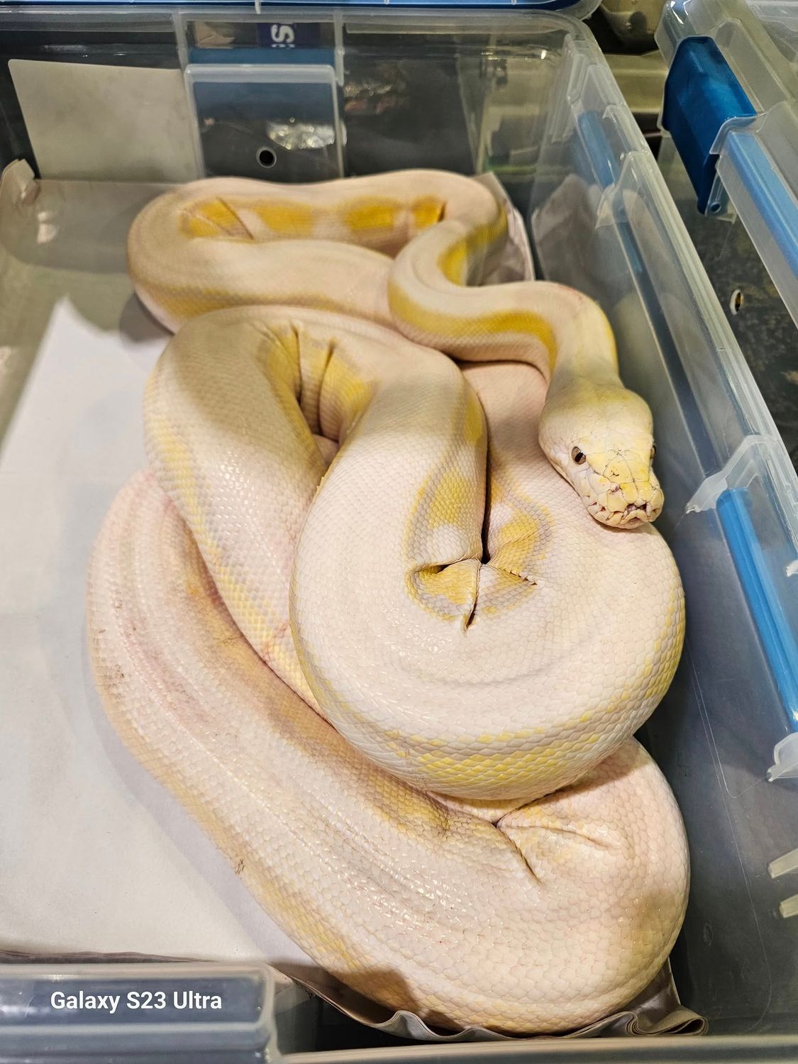 Lavender Motley Genetic Stripe Male