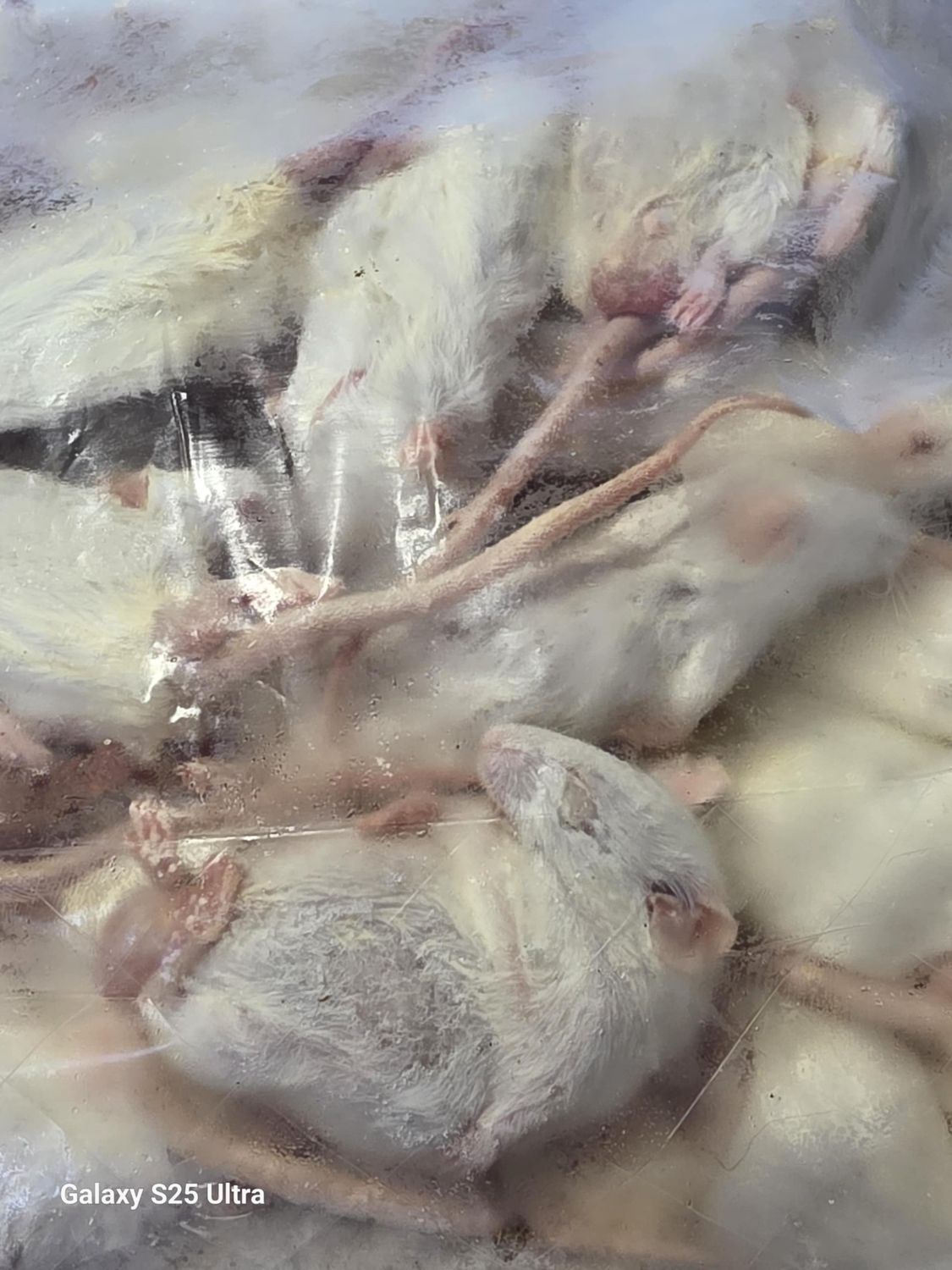 Frozen Large Mice