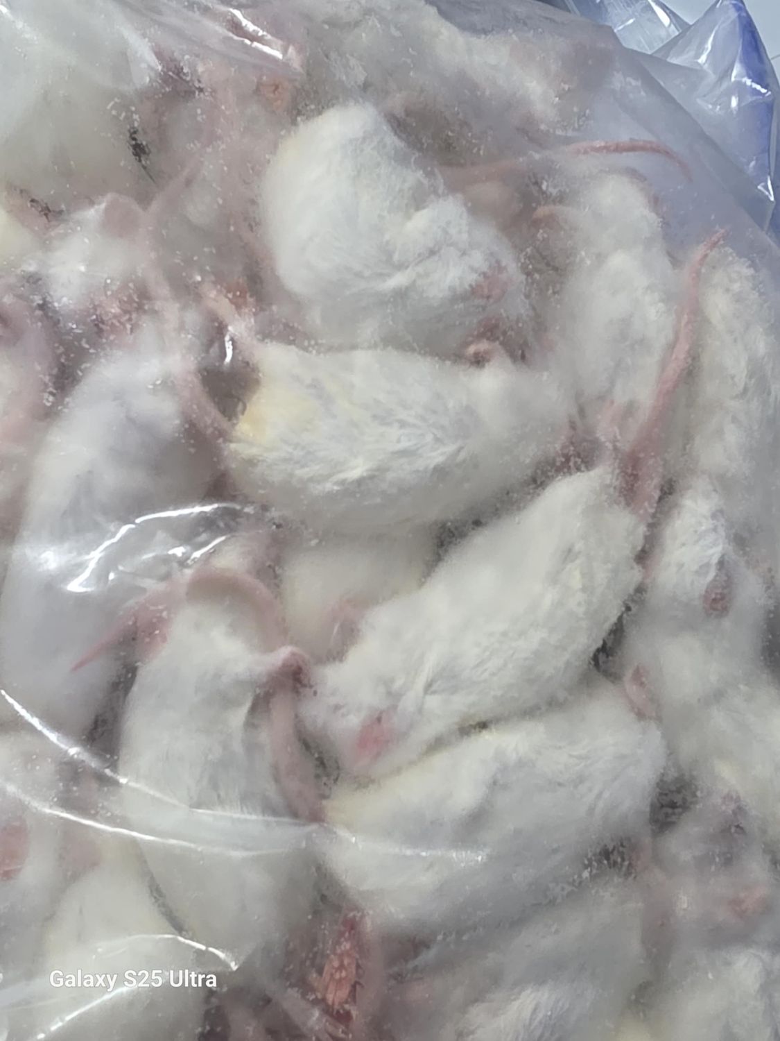 Frozen Jumbo Mice