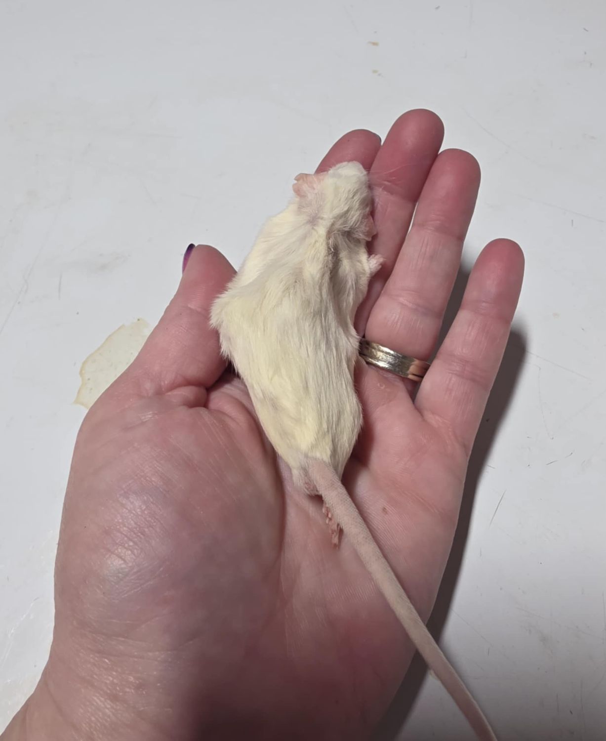 Frozen Jumbo Mice
