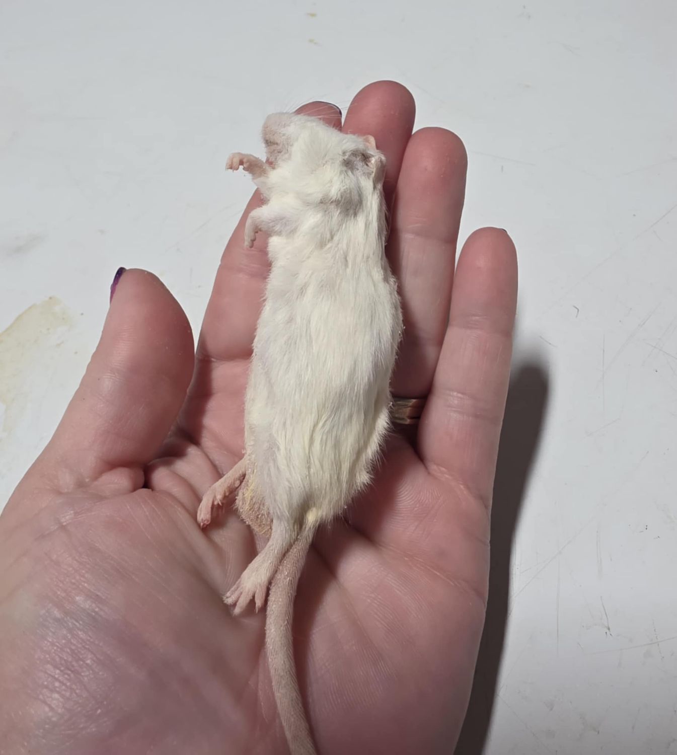 Frozen Large Mice