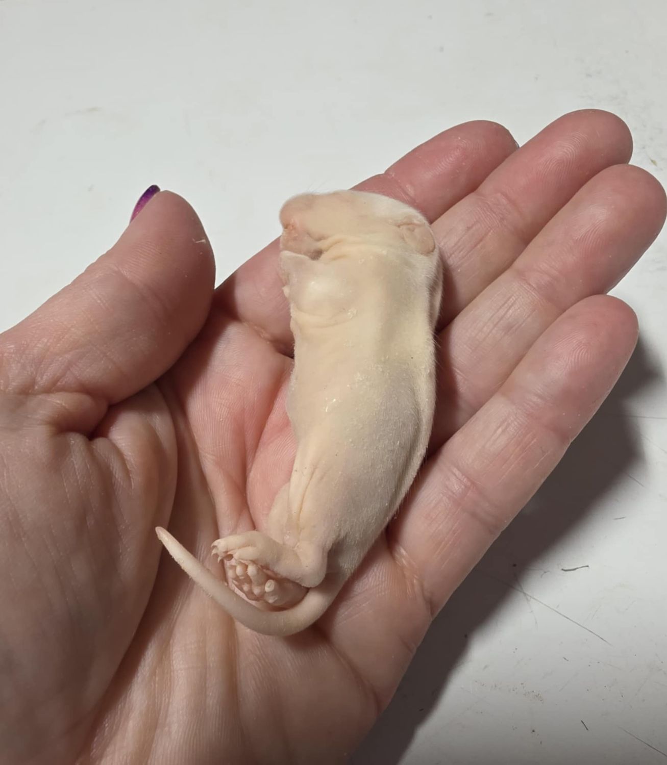 Fuzzy Rat