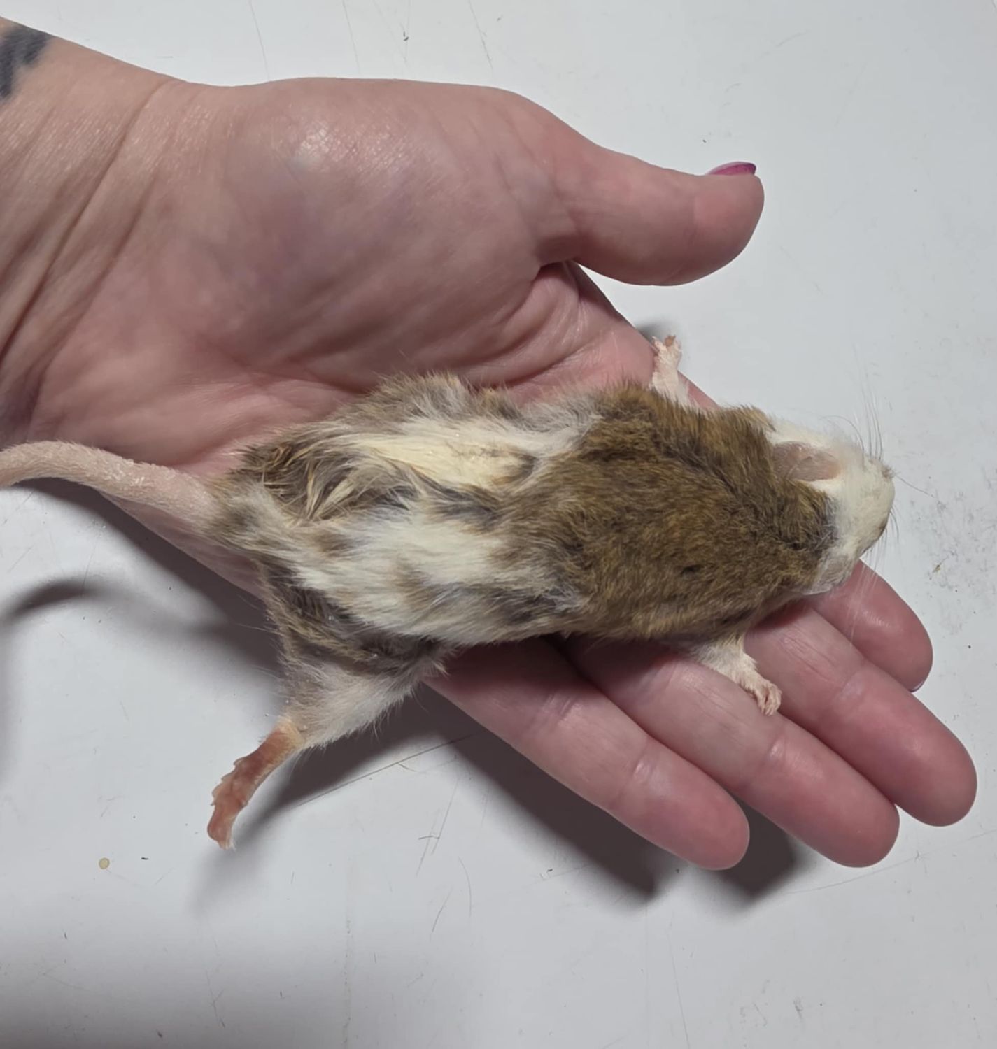 Large ASF mice
