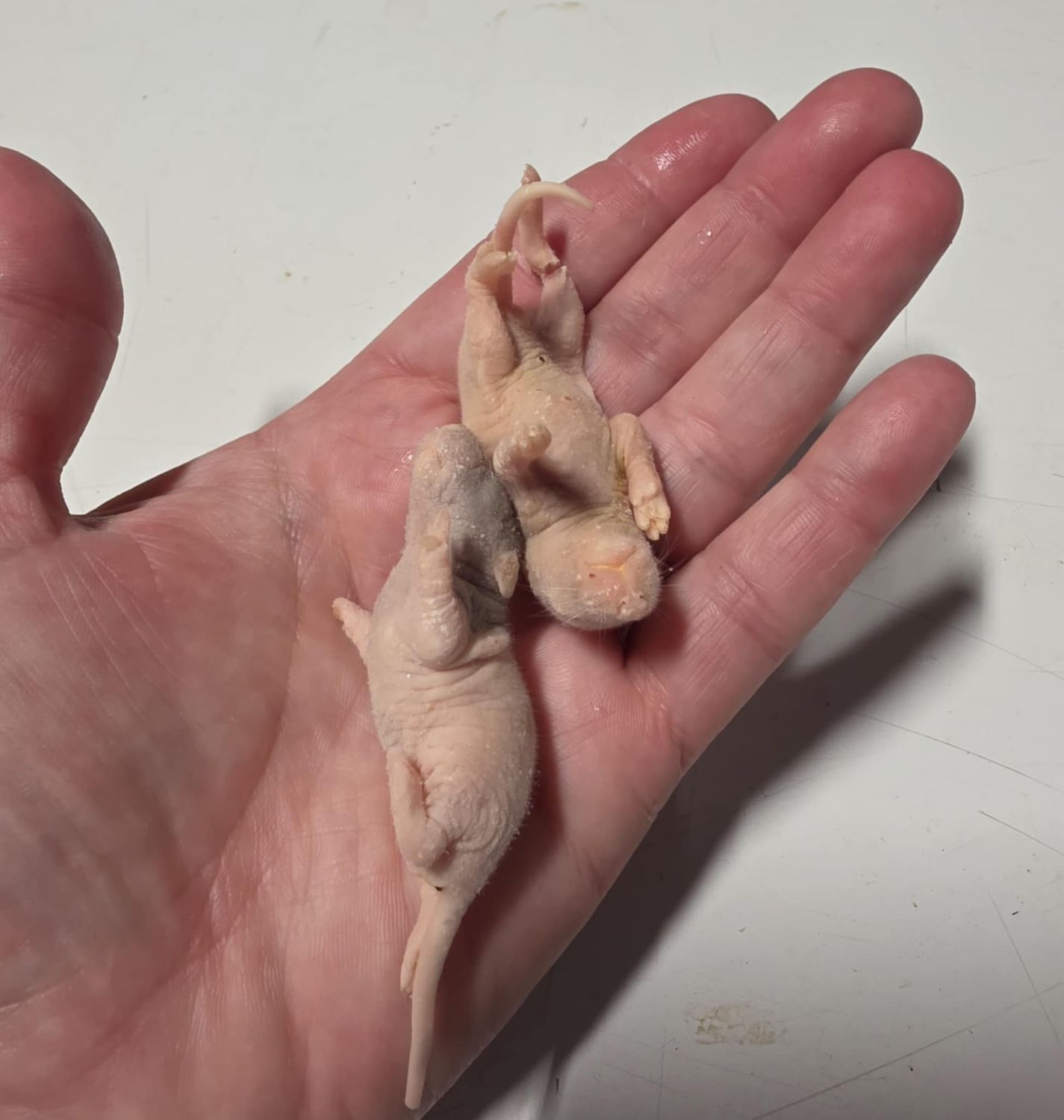 Pinky rats