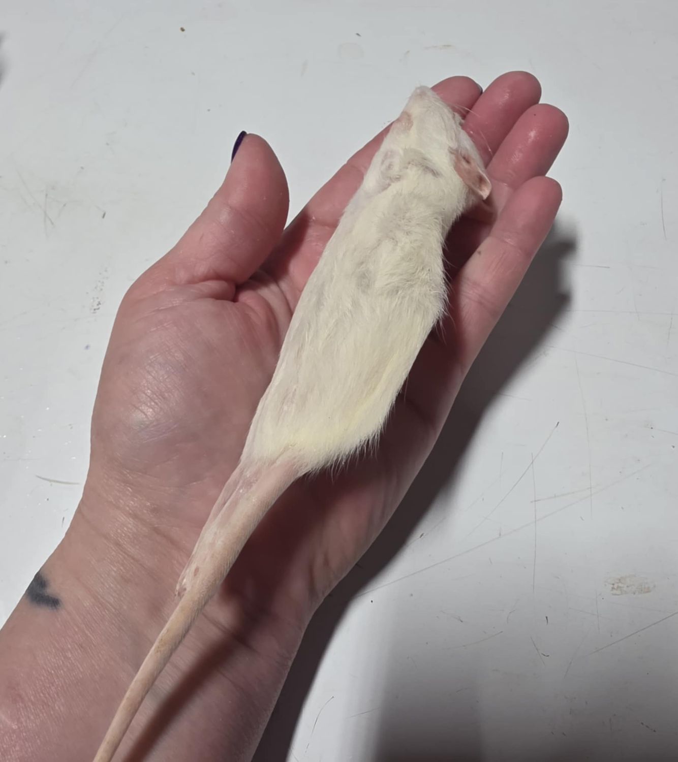 Small Frozen Rats