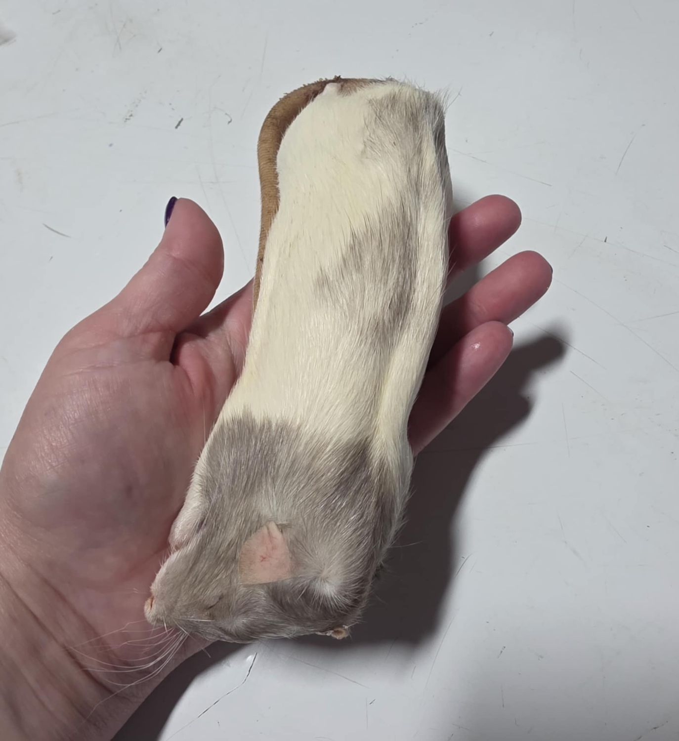 Large Frozen Rats