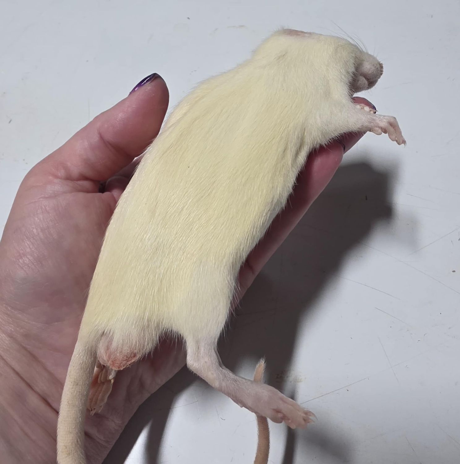 Medium Frozen Rats