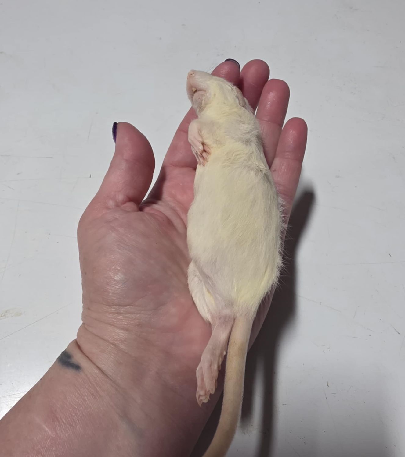 Small Plus Rats