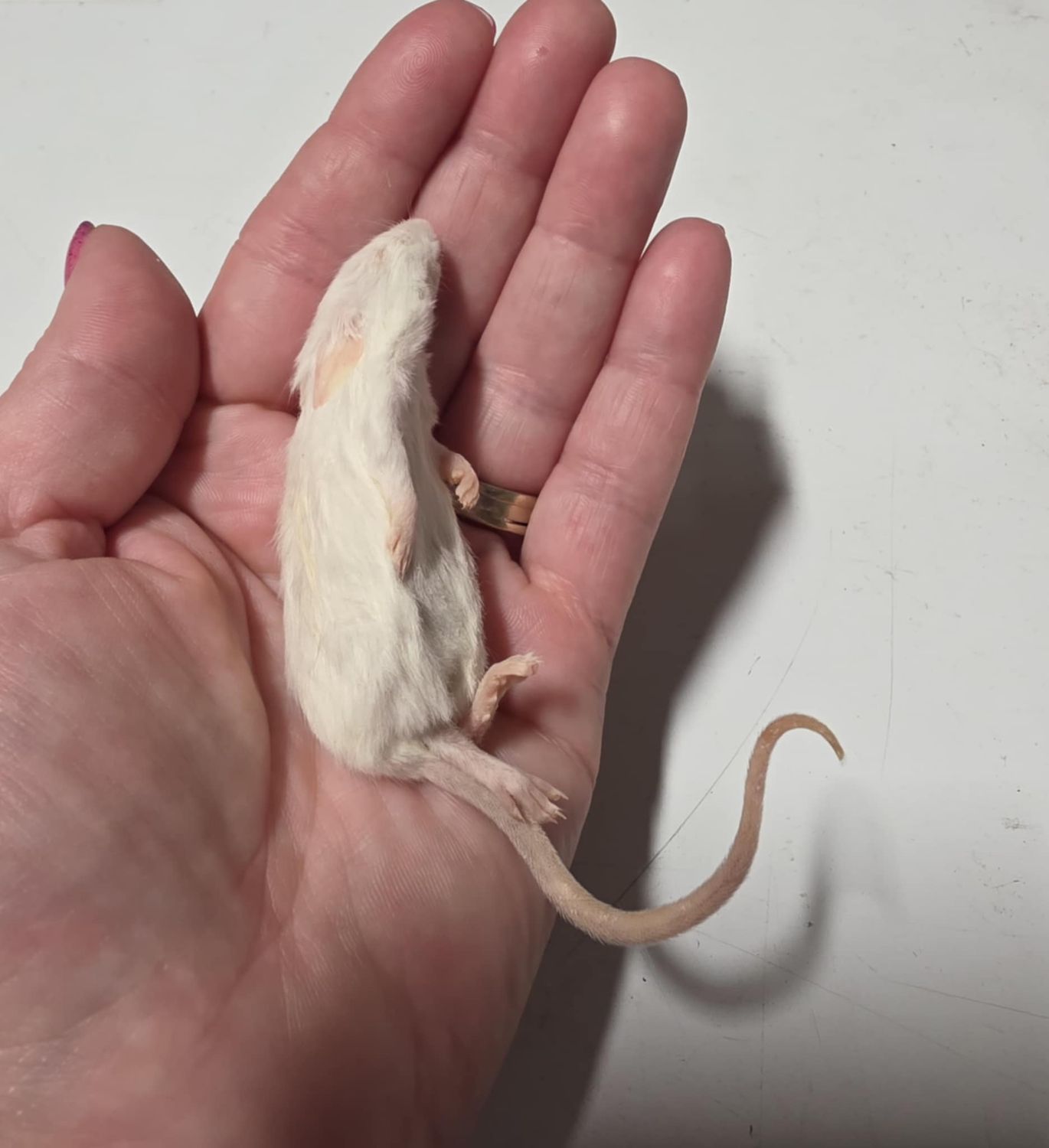 Medium Mice