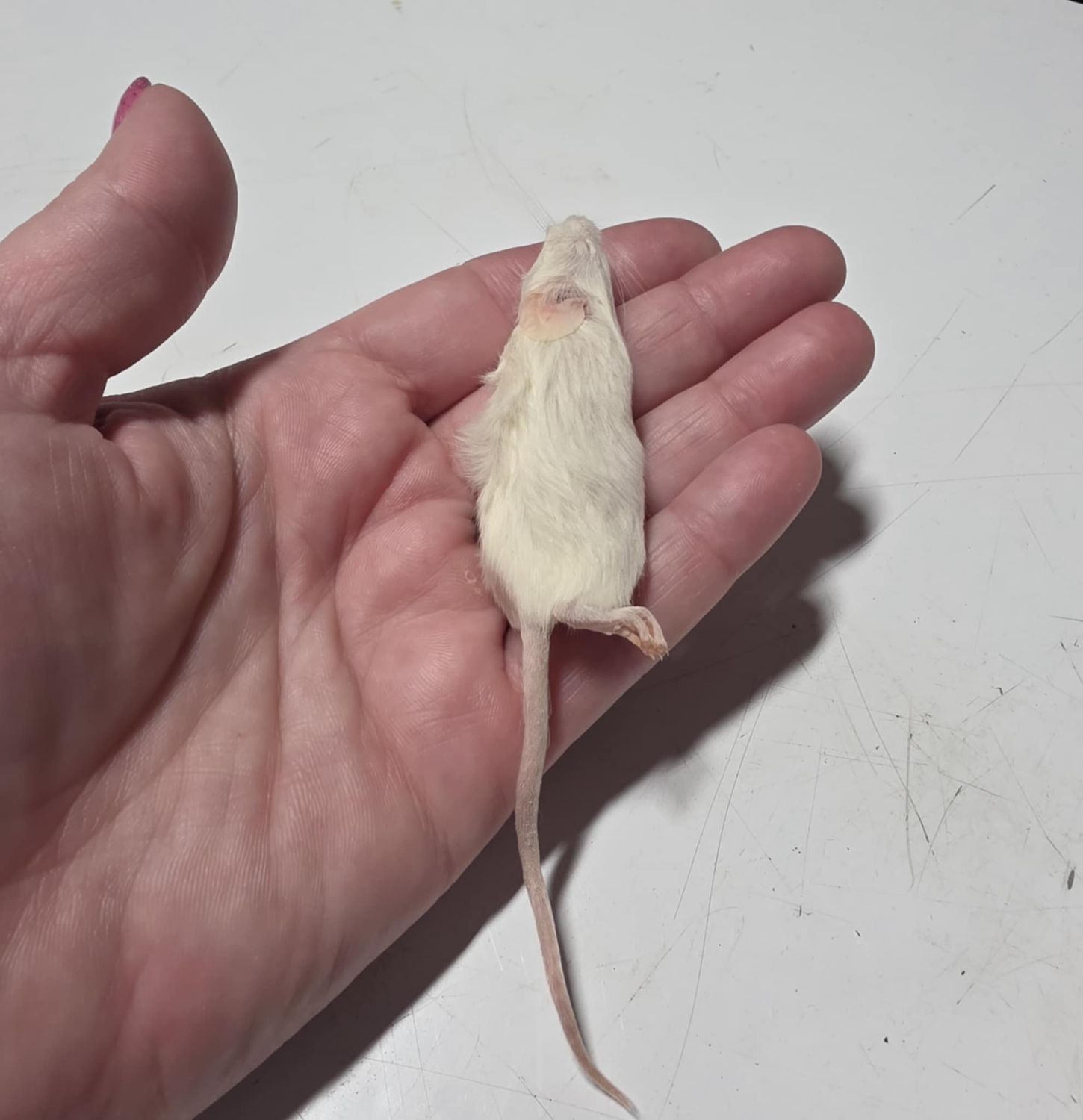Hopper Frozen Mice