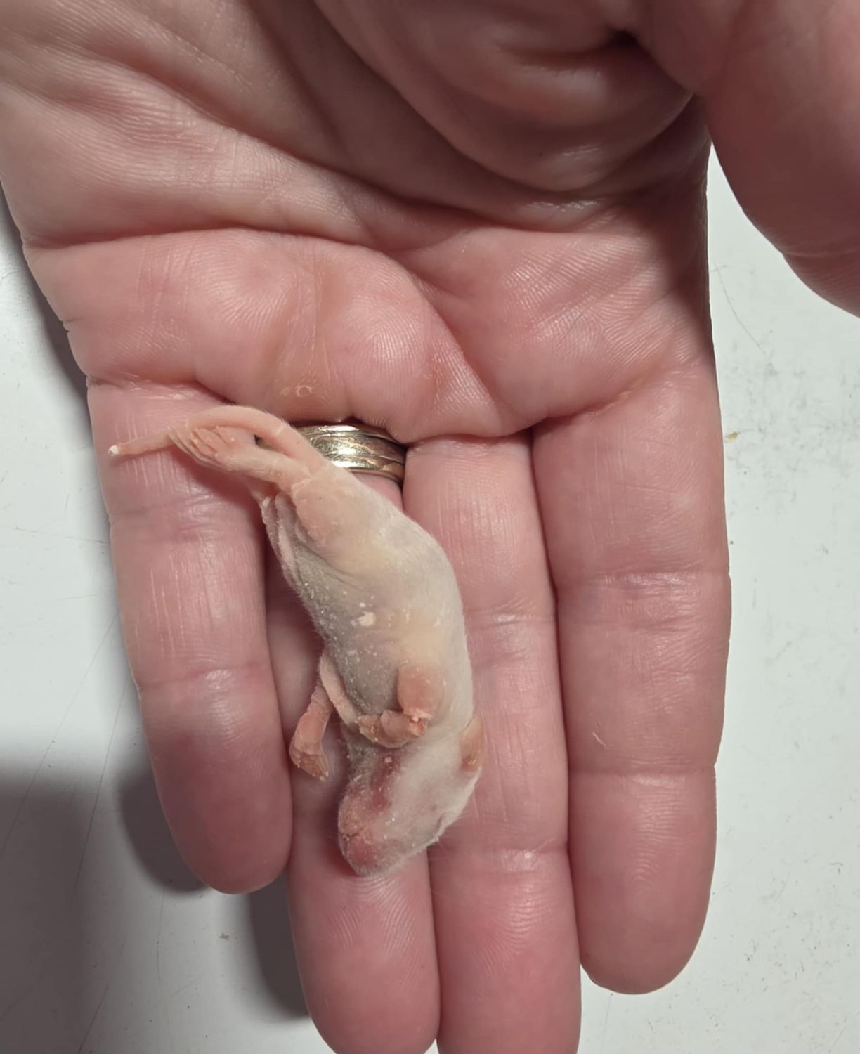 Peach Fuzzy Mice