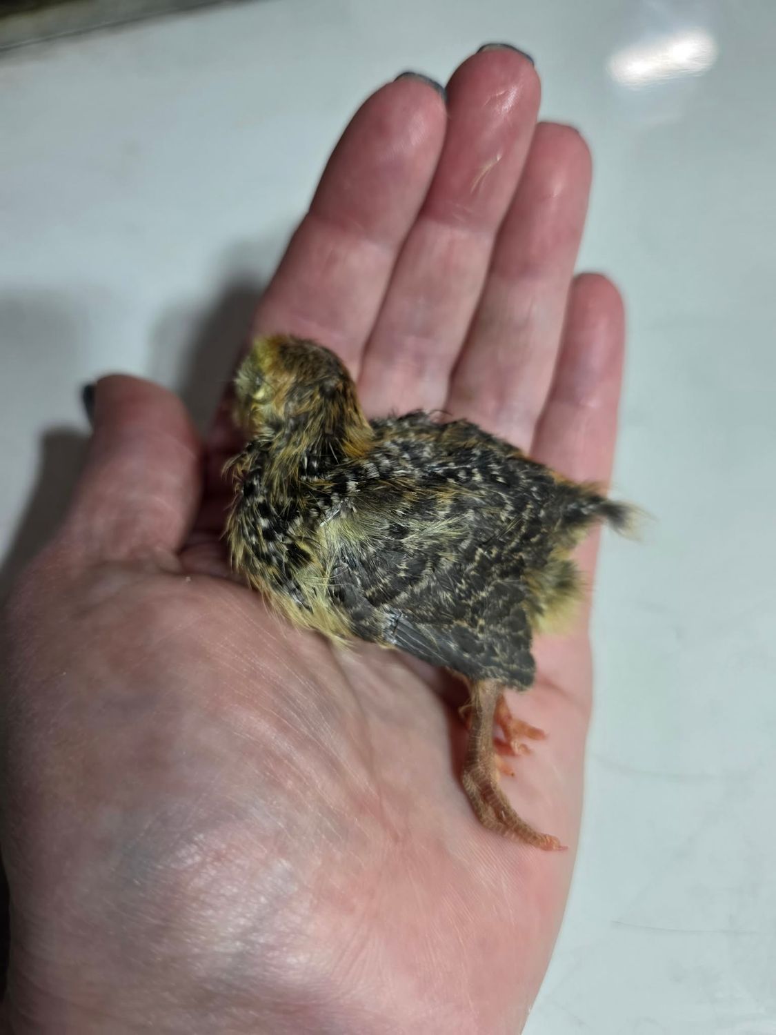 1 week old Frozen Quail
