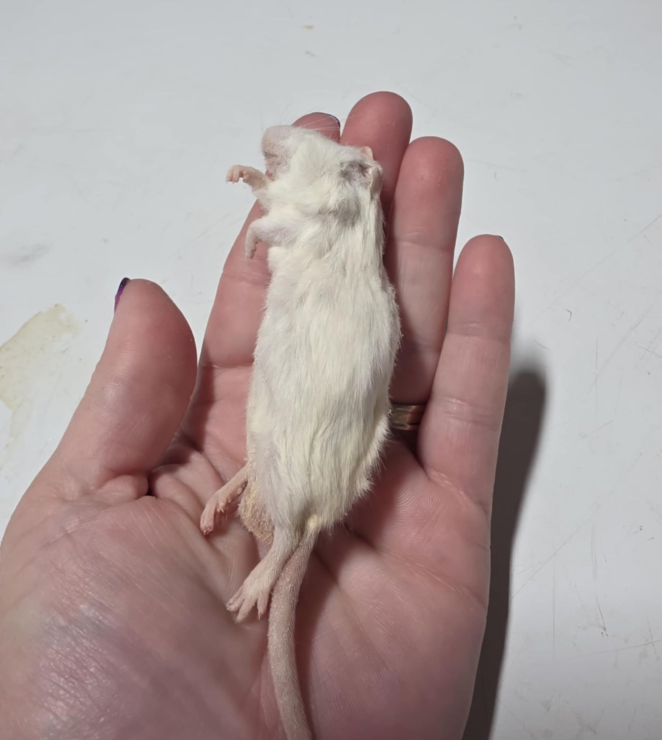Frozen Large mice