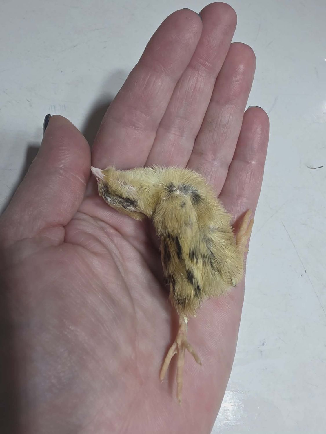 Frozen Hatchling Quail