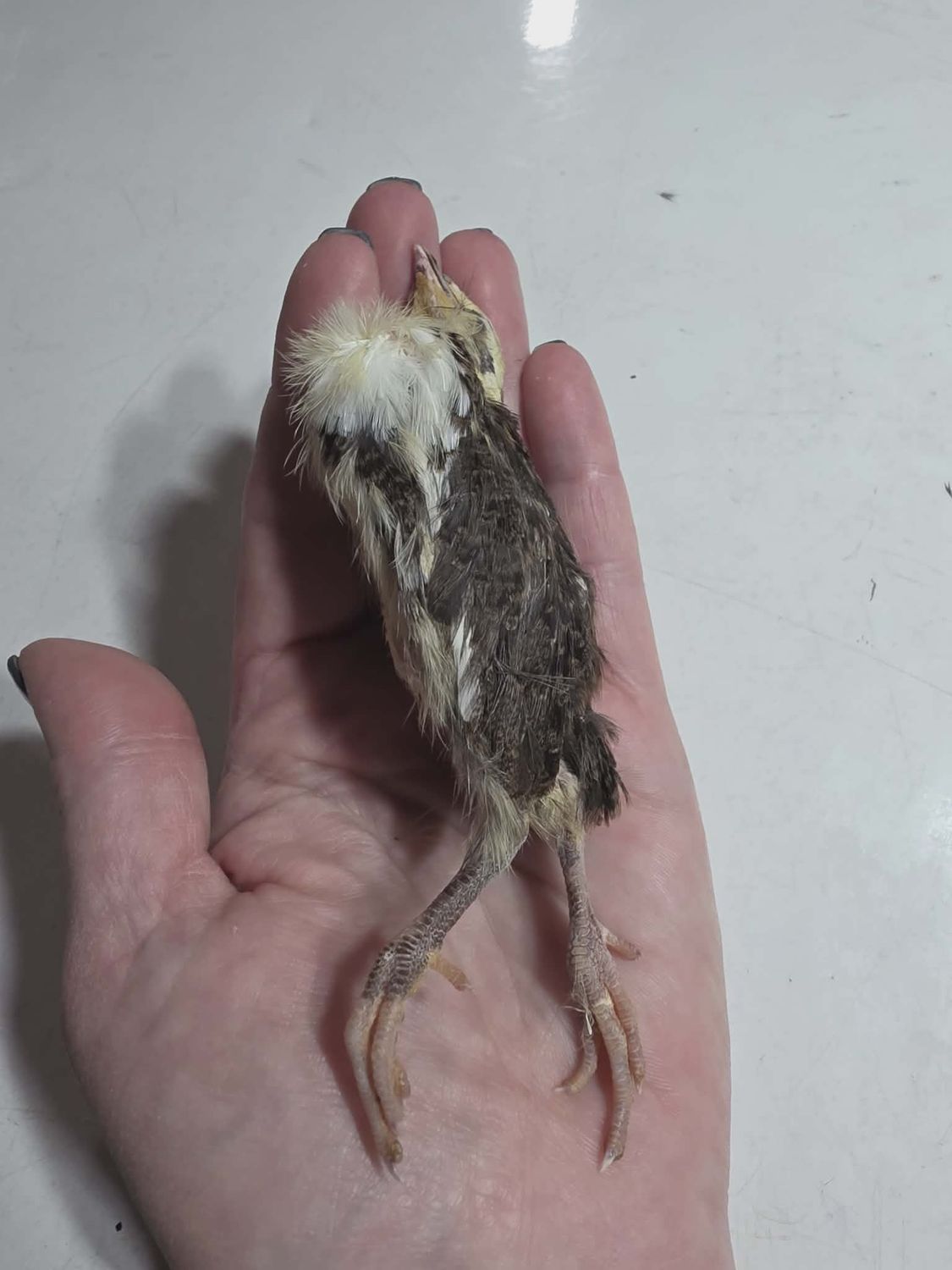 2 week old Frozen Quail