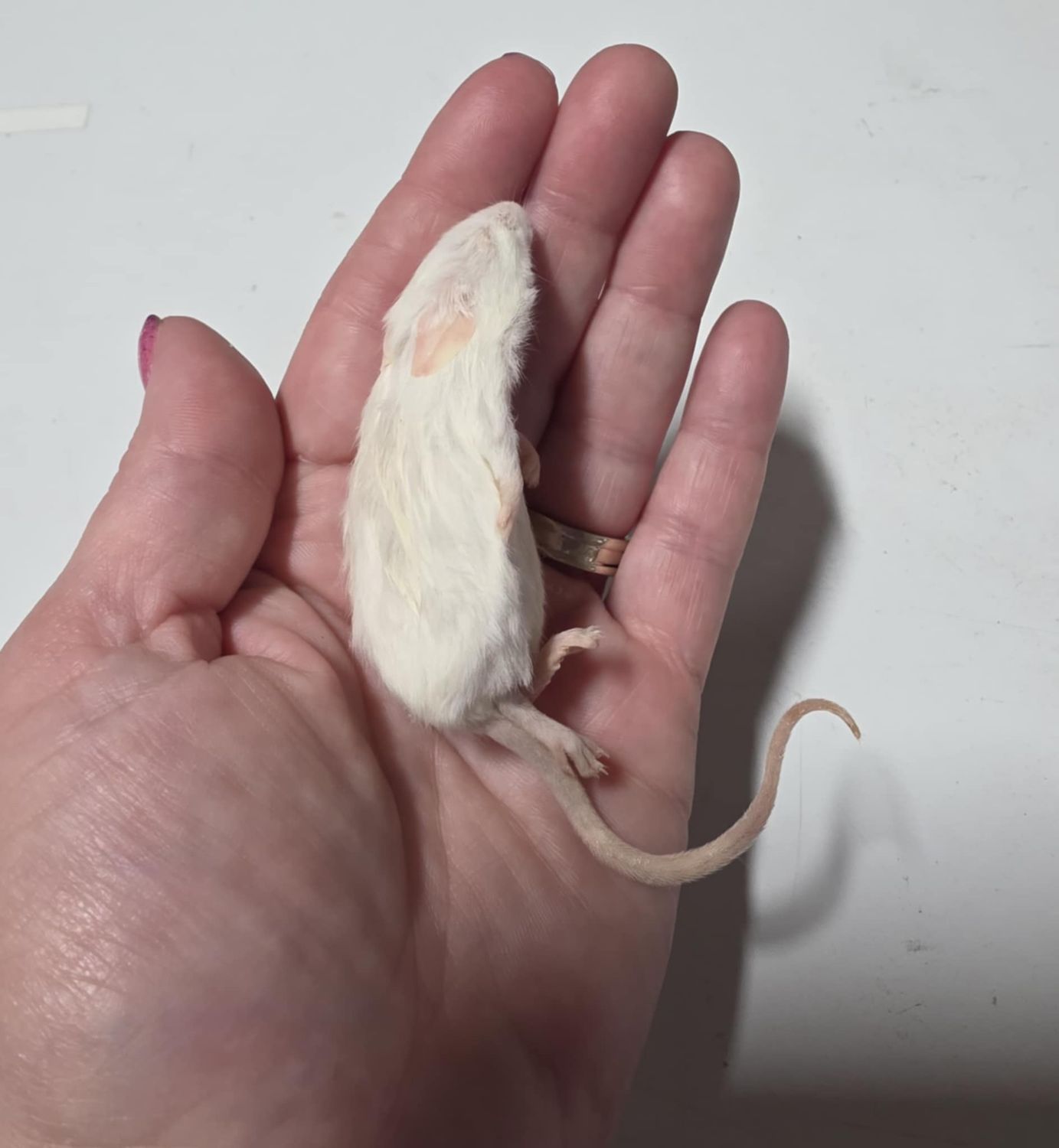 Frozen Medium Mice