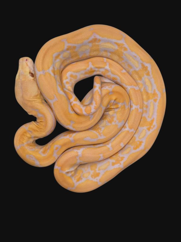 Retics